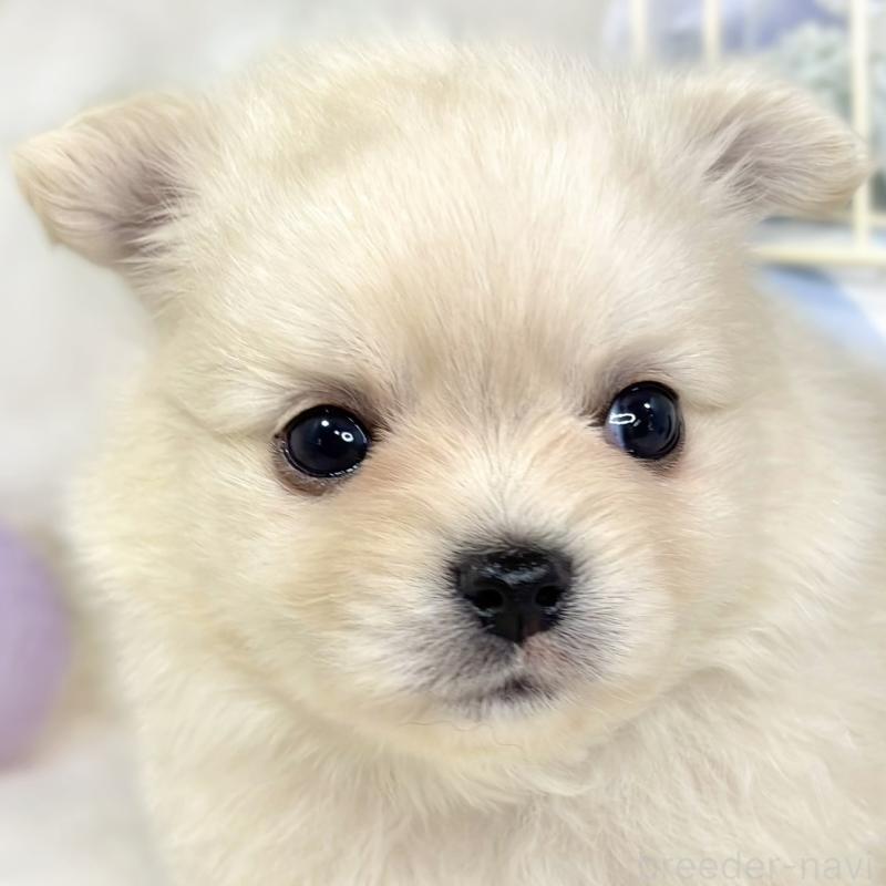 販売中の滋賀県のポメチワ:ポメラニアン×チワワ-427787