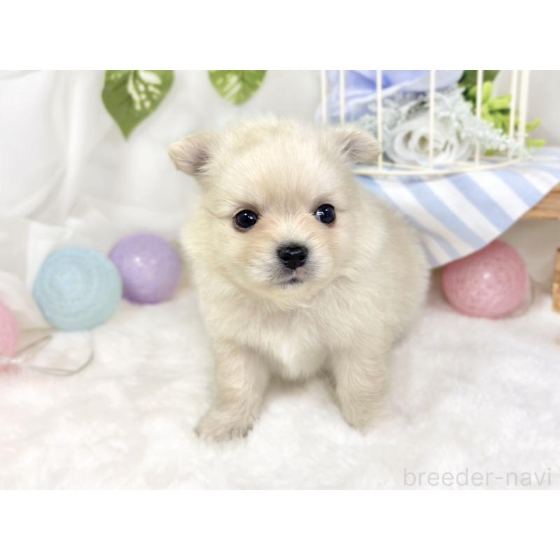 販売中の滋賀県のポメチワ:ポメラニアン×チワワ-427787の4枚目