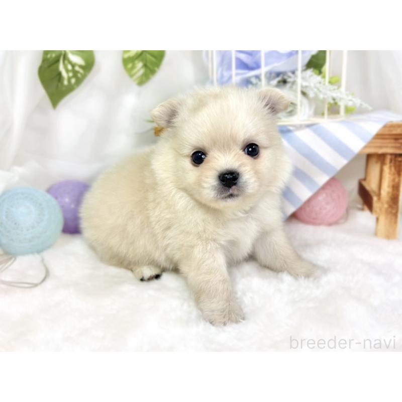 販売中の滋賀県のポメチワ:ポメラニアン×チワワ-427787の3枚目