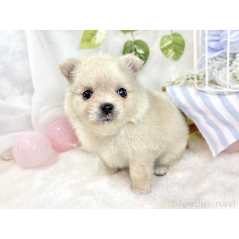 販売中の滋賀県のポメチワ:ポメラニアン×チワワ-427787の2枚目