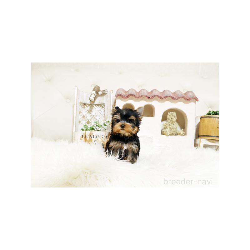 販売中の佐賀県のヨークシャーテリア-427788の5枚目