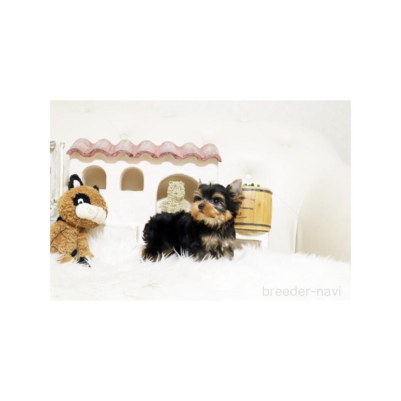 販売中の佐賀県のヨークシャーテリア-427788の3枚目