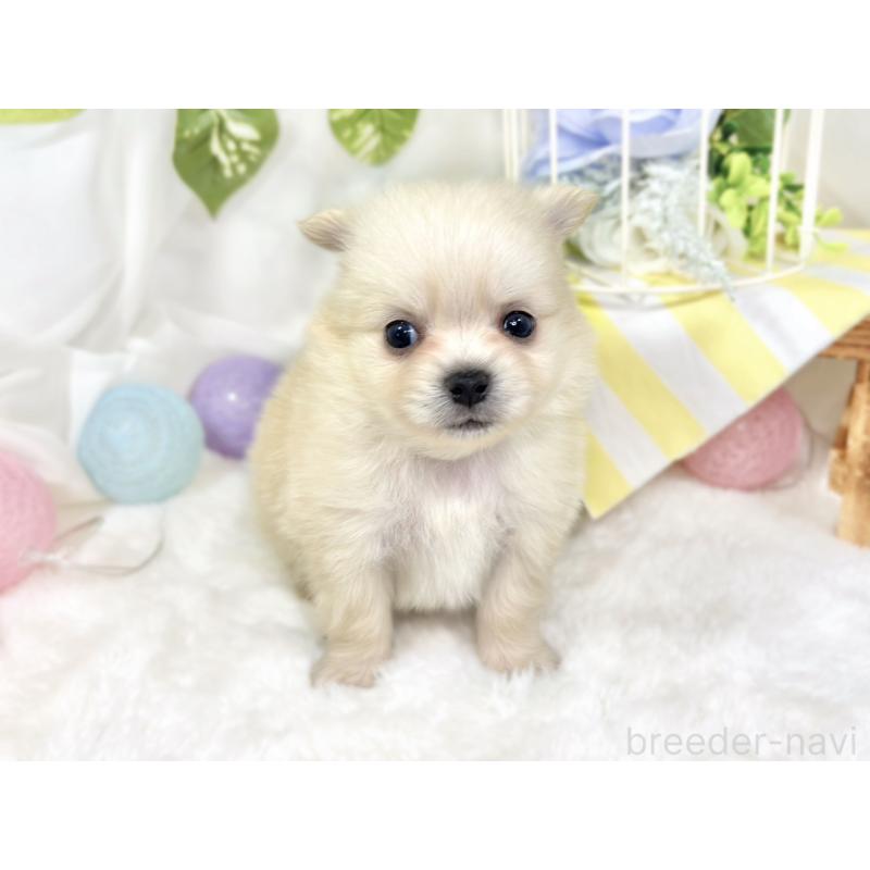販売中の滋賀県のポメチワ:ポメラニアン×チワワ-427790の4枚目