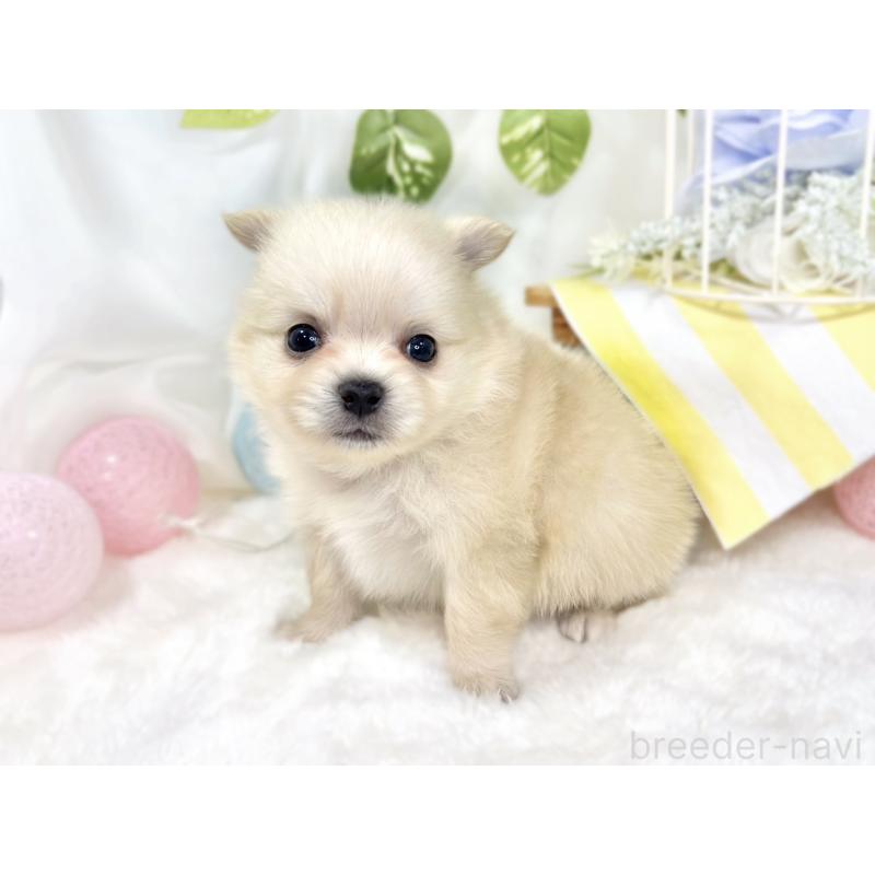 販売中の滋賀県のポメチワ:ポメラニアン×チワワ-427790の3枚目