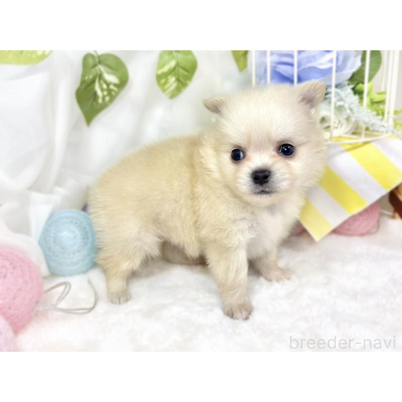 販売中の滋賀県のポメチワ:ポメラニアン×チワワ-427790の2枚目