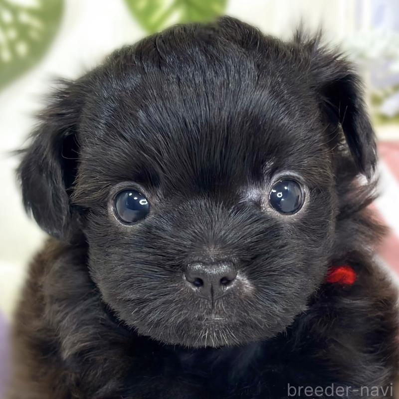 販売中の滋賀県のチワプー:チワワ×トイプードル-427791