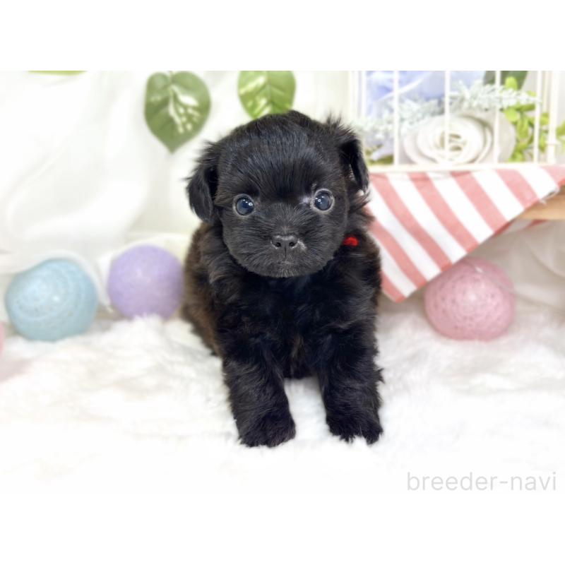 販売中の滋賀県のチワプー:チワワ×トイプードル-427791の4枚目