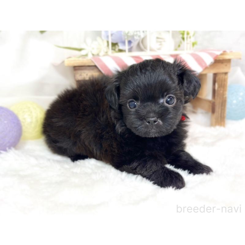 販売中の滋賀県のチワプー:チワワ×トイプードル-427791の3枚目