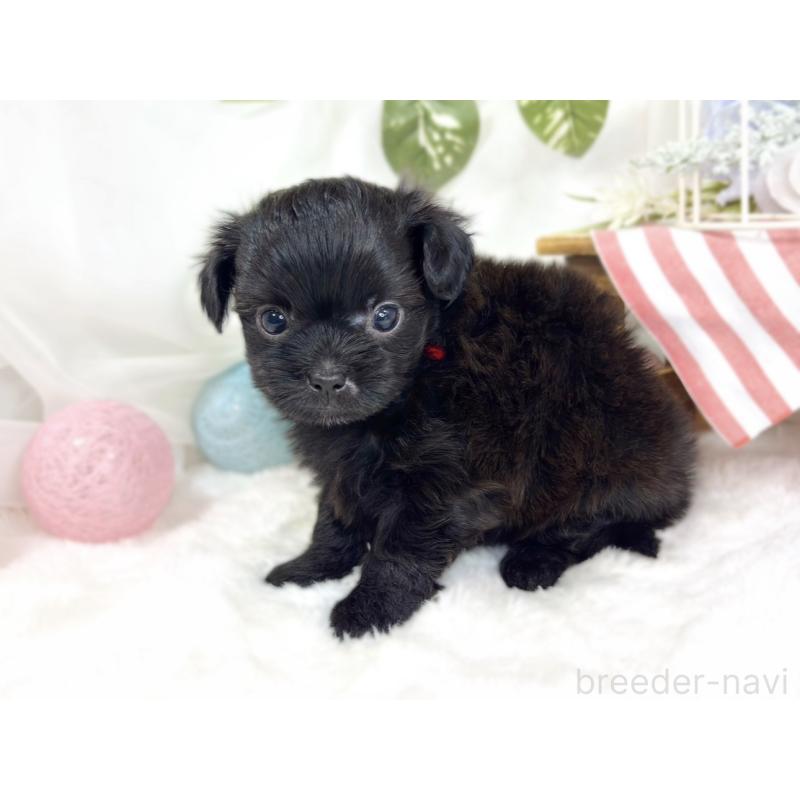 販売中の滋賀県のチワプー:チワワ×トイプードル-427791の2枚目