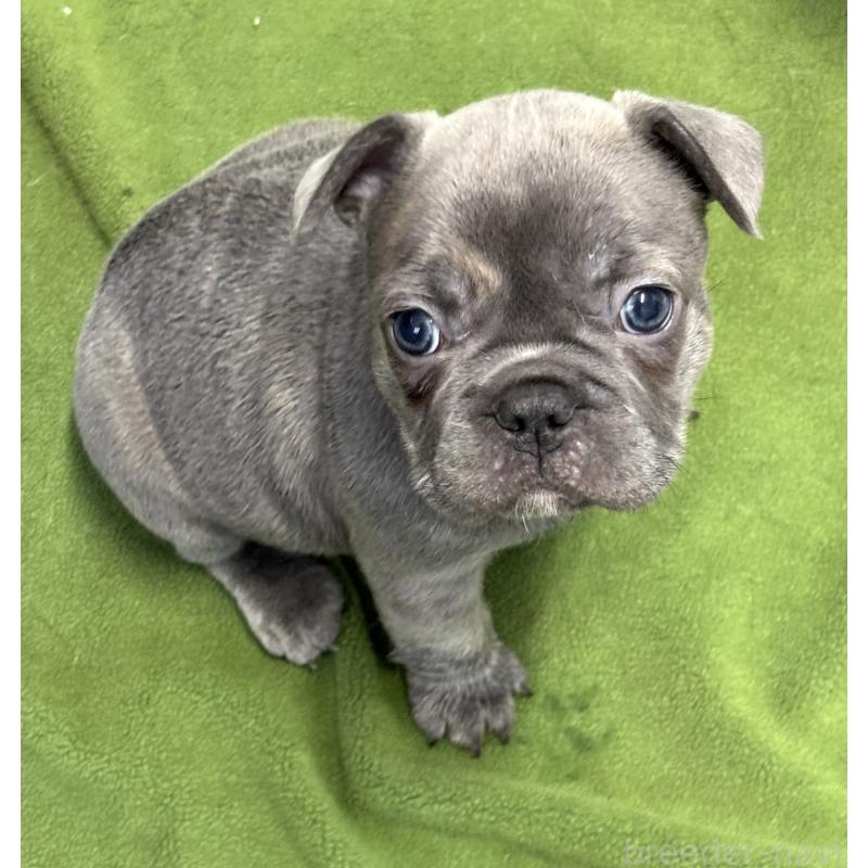 販売中の千葉県のフレンチブルドッグ-427805の3枚目