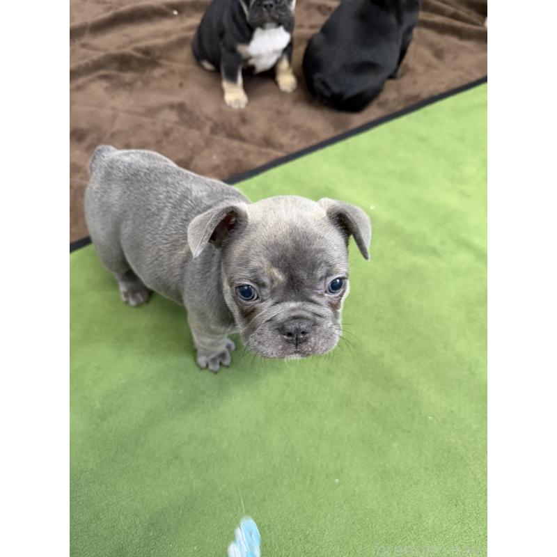 販売中の千葉県のフレンチブルドッグ-427805の2枚目