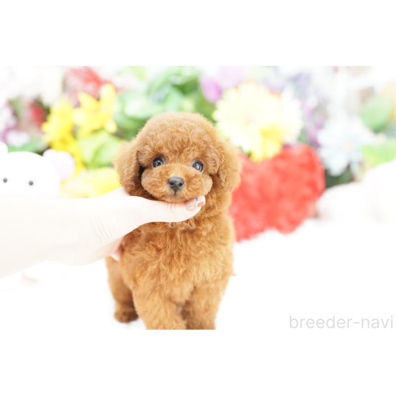 販売中の埼玉県のトイプードル-427792の4枚目