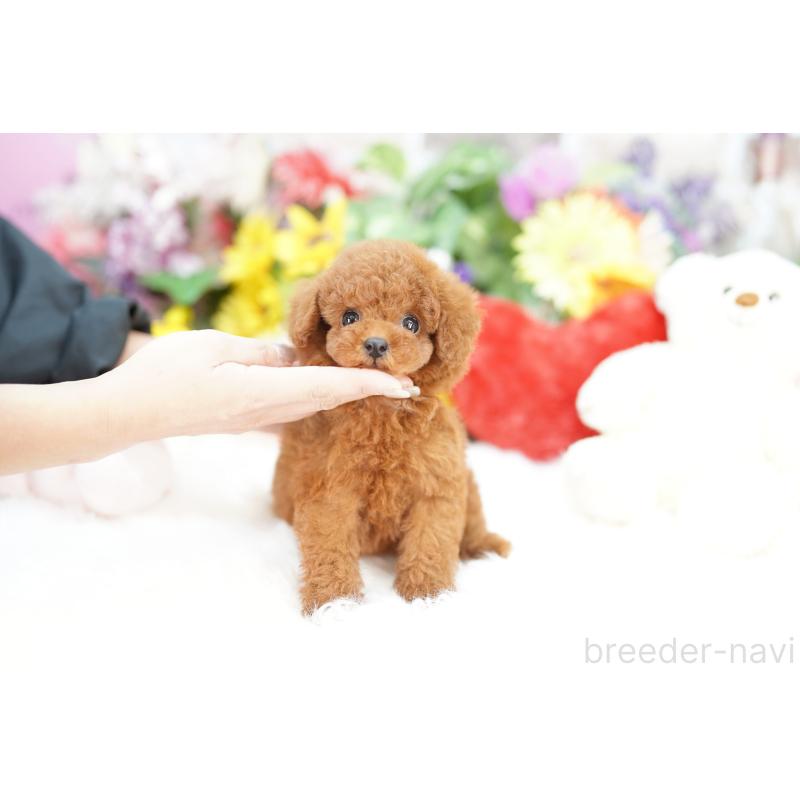 販売中の埼玉県のトイプードル-427792の3枚目