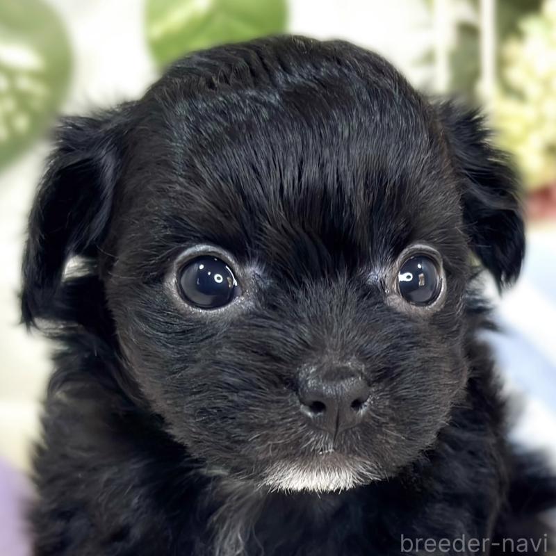 販売中の滋賀県のチワプー:チワワ×トイプードル-427793の1枚目