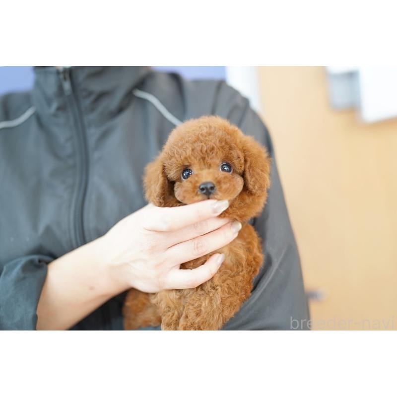 販売中の埼玉県のトイプードル-427792の2枚目