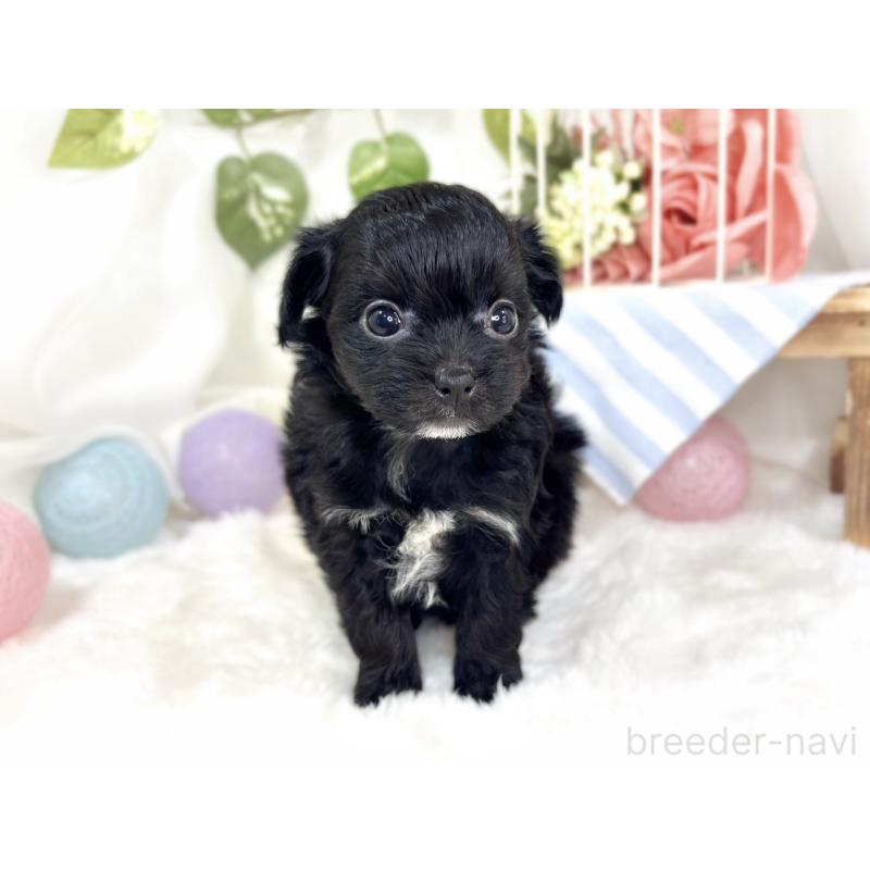 販売中の滋賀県のチワプー:チワワ×トイプードル-427793の4枚目