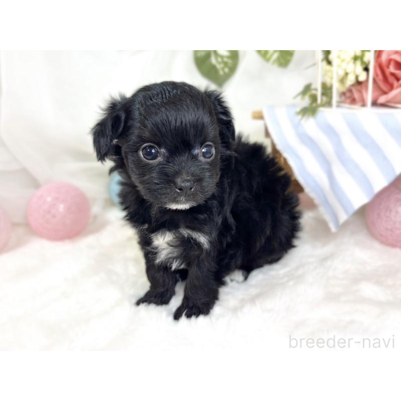 販売中の滋賀県のチワプー:チワワ×トイプードル-427793の3枚目