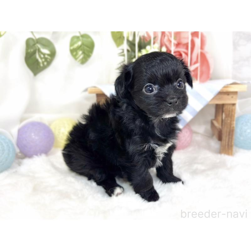 販売中の滋賀県のチワプー:チワワ×トイプードル-427793の2枚目