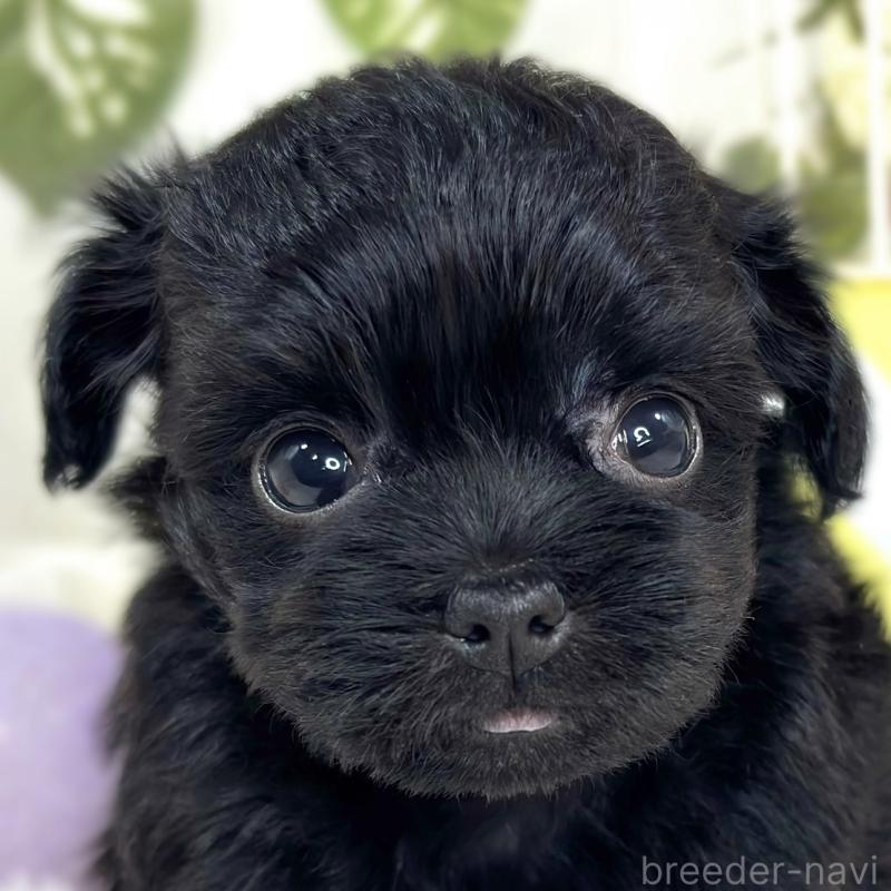 販売中の滋賀県のチワプー:チワワ×トイプードル-427794