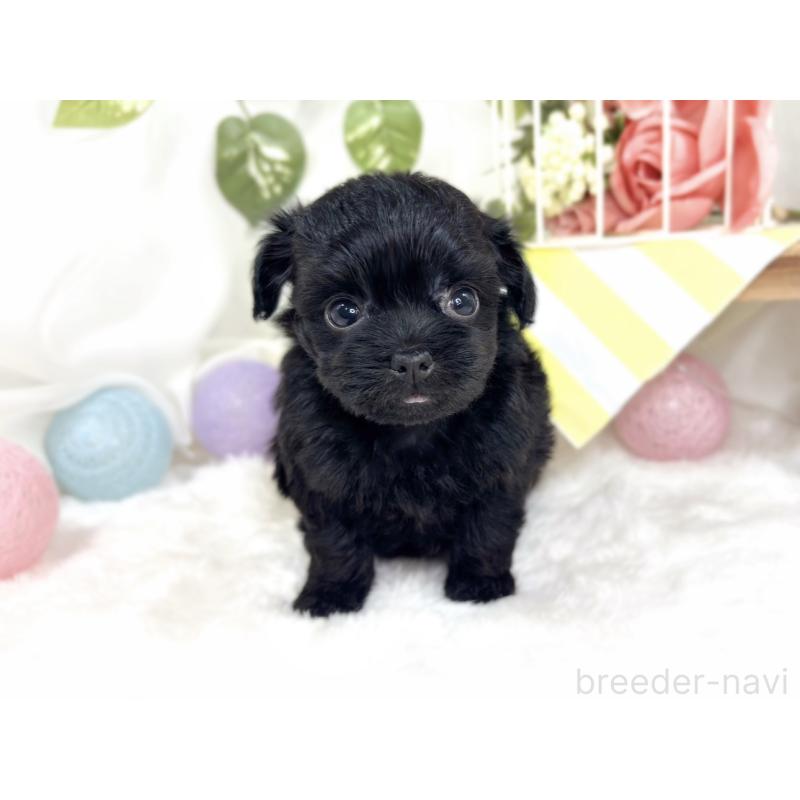 販売中の滋賀県のチワプー:チワワ×トイプードル-427794の4枚目