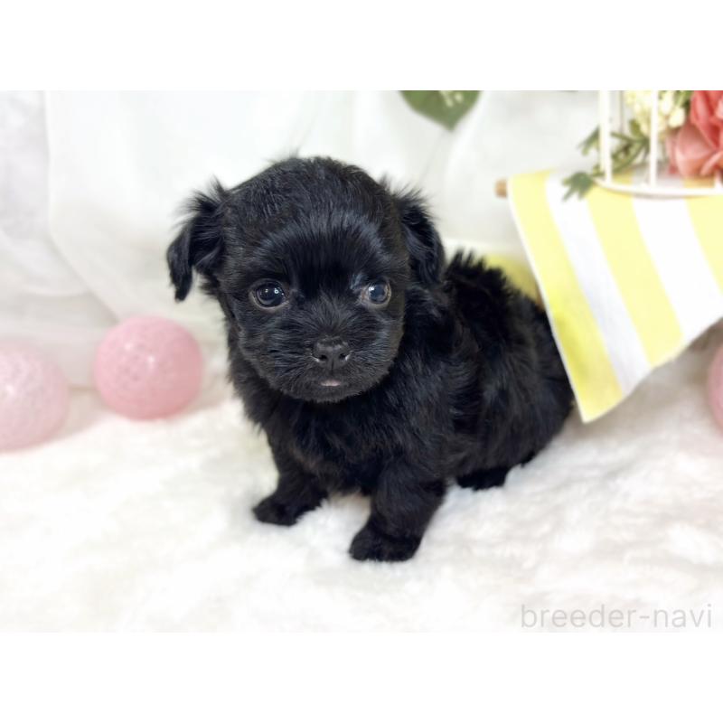 販売中の滋賀県のチワプー:チワワ×トイプードル-427794の3枚目