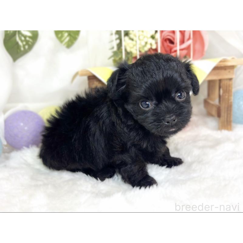 販売中の滋賀県のチワプー:チワワ×トイプードル-427794の2枚目