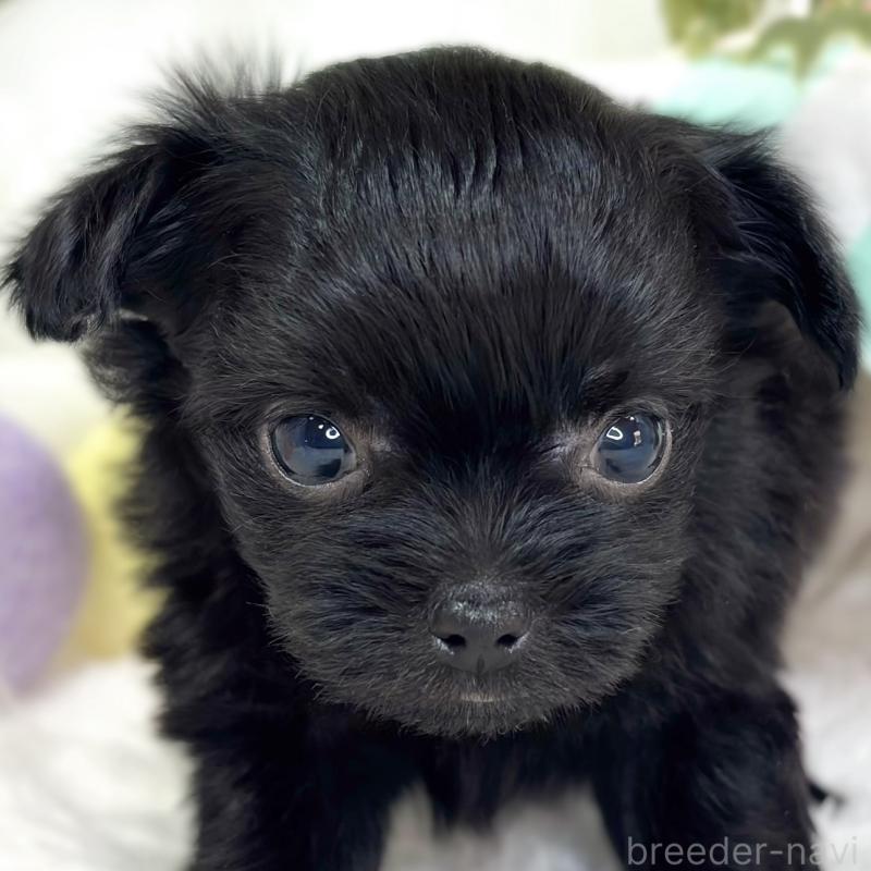 販売中の滋賀県のチワプー:チワワ×トイプードル-427795