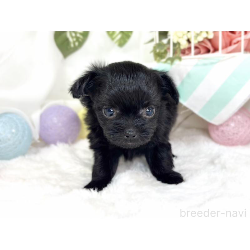 販売中の滋賀県のチワプー:チワワ×トイプードル-427795の4枚目