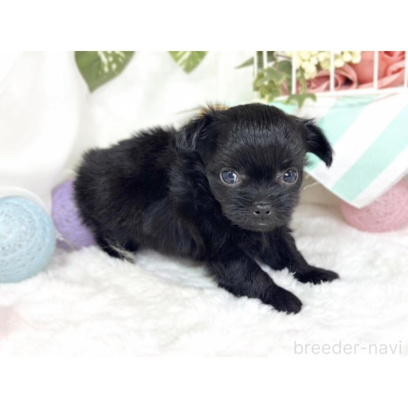 販売中の滋賀県のチワプー:チワワ×トイプードル-427795の3枚目