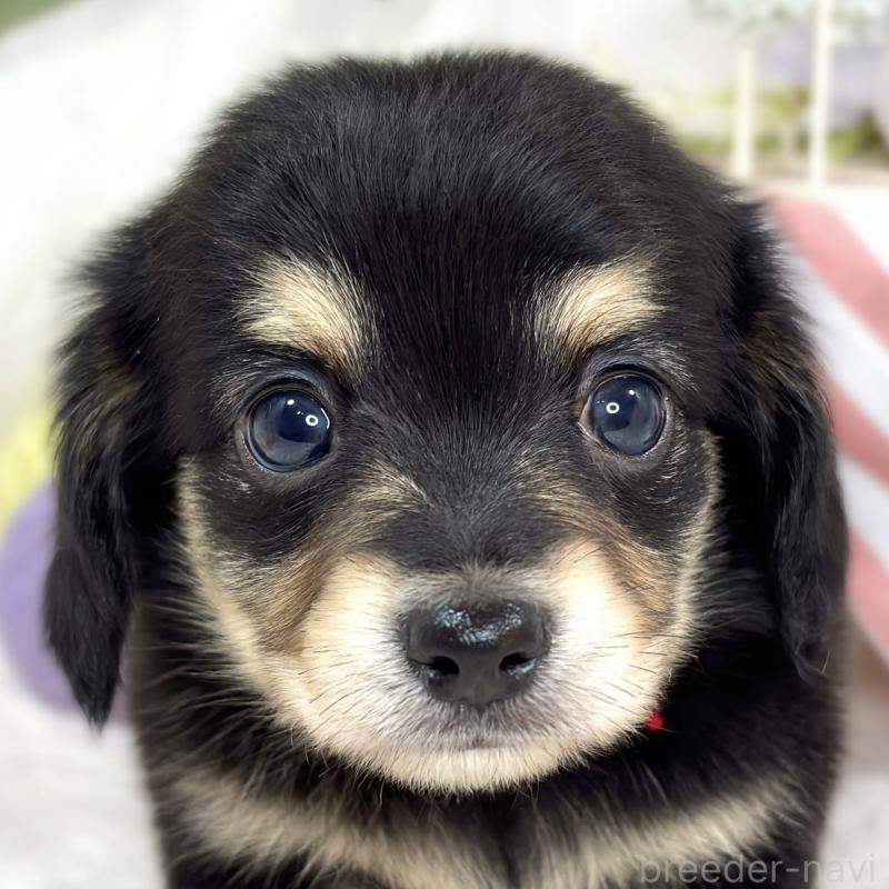 販売中の滋賀県のチワックス:チワワ×ミニチュアダックスフンド-427799