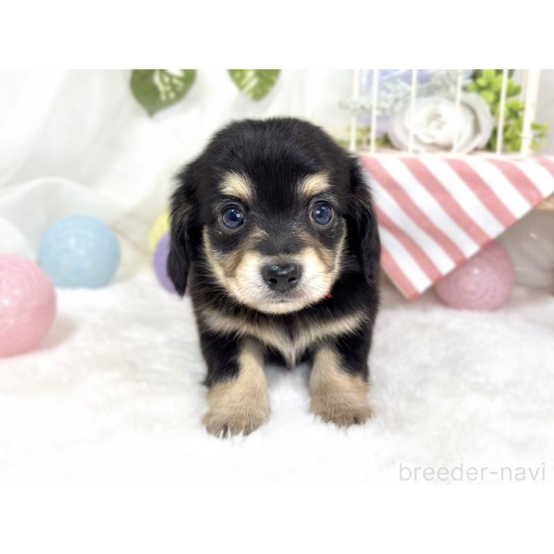 販売中の滋賀県のチワックス:チワワ×ミニチュアダックスフンド-427799の4枚目