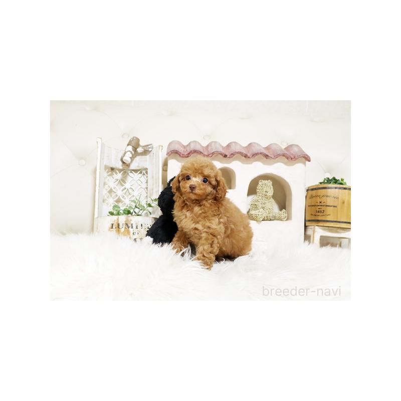 販売中の佐賀県のトイプードル-427797の3枚目