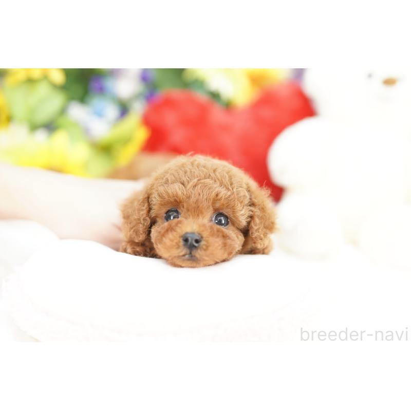 販売中の埼玉県のトイプードル-427796の4枚目