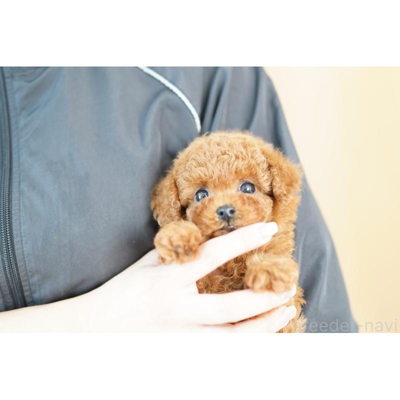 販売中の埼玉県のトイプードル-427796の3枚目