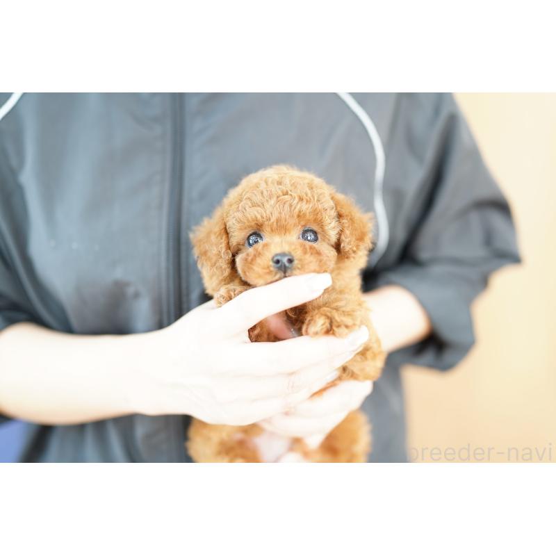 販売中の埼玉県のトイプードル-427796の2枚目