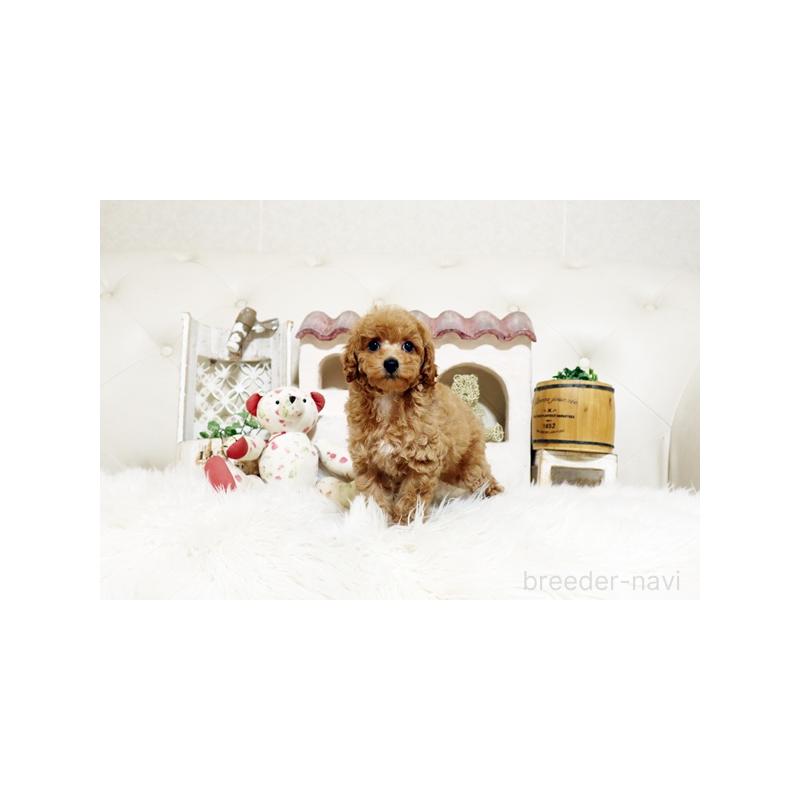 販売中の佐賀県のトイプードル-427798の3枚目