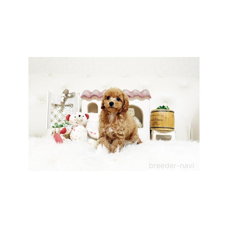 販売中の佐賀県のトイプードル-427798の2枚目