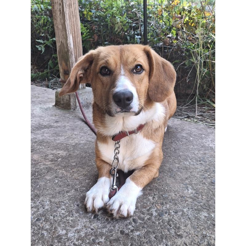 販売中の神奈川県のミックス犬-427803の9枚目