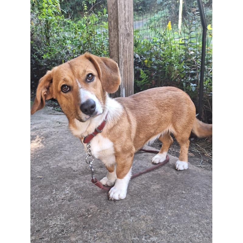 販売中の神奈川県のミックス犬-427803の8枚目