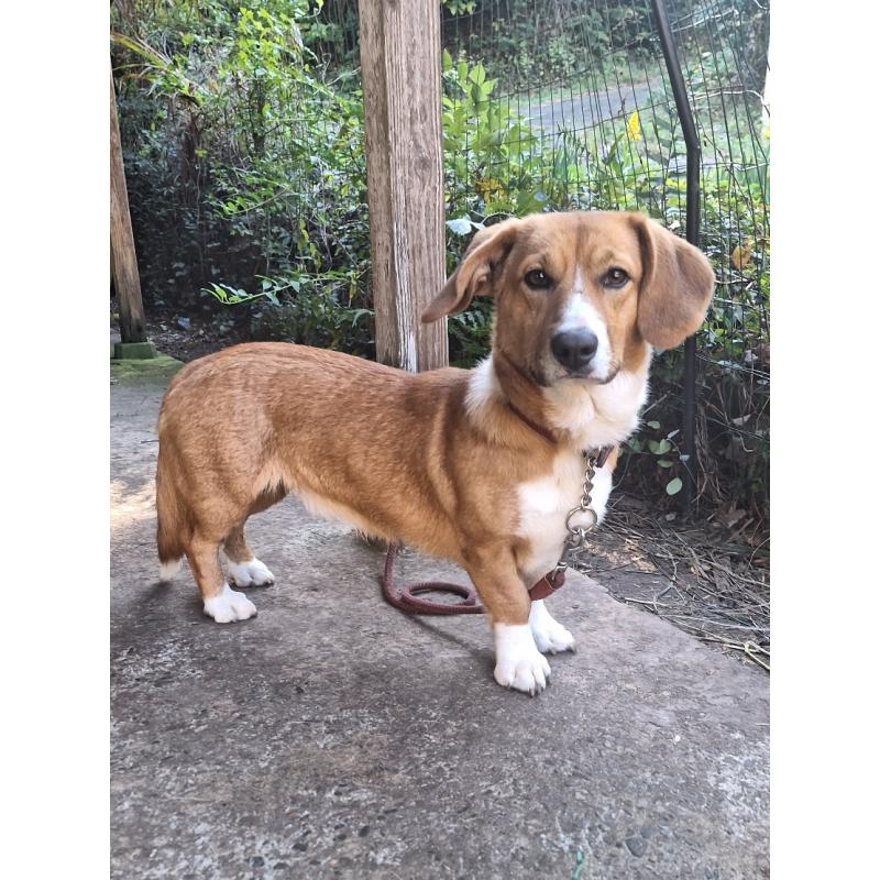 販売中の神奈川県のミックス犬-427803の7枚目