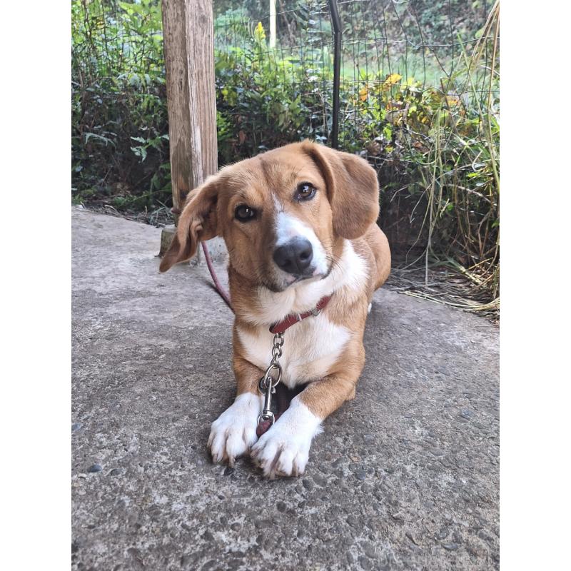 販売中の神奈川県のミックス犬-427803の5枚目