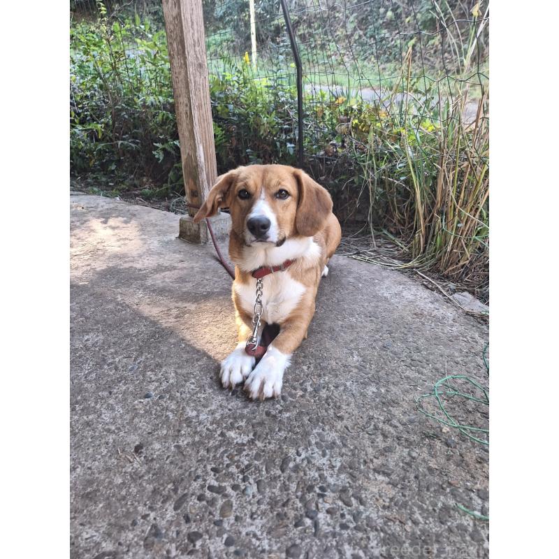 販売中の神奈川県のミックス犬-427803の4枚目