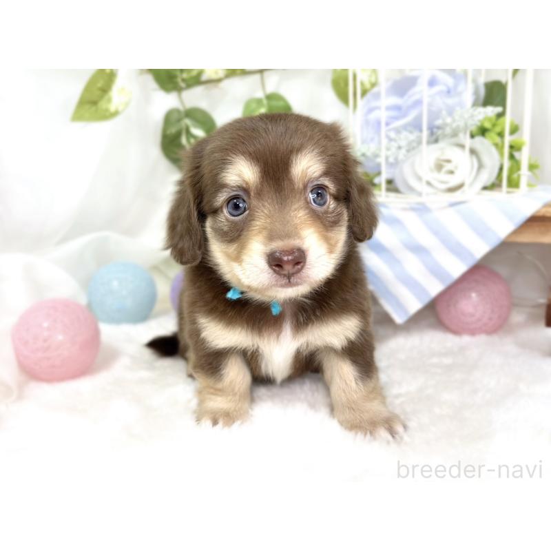 販売中の滋賀県のチワックス:チワワ×ミニチュアダックスフンド-427800の4枚目