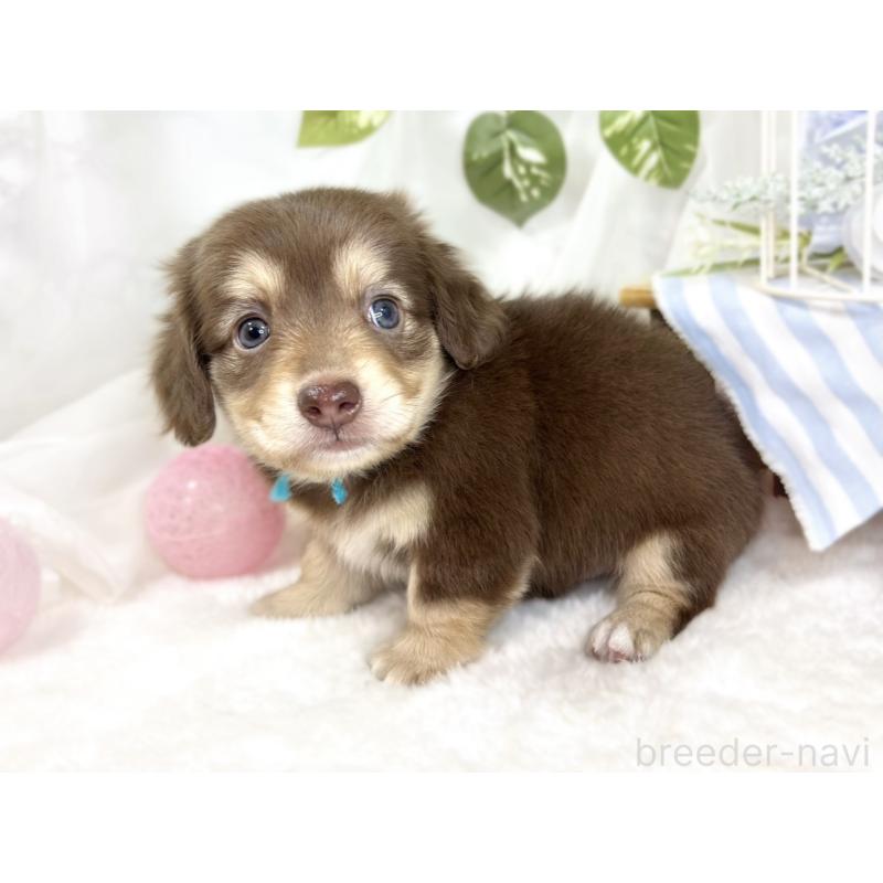 販売中の滋賀県のチワックス:チワワ×ミニチュアダックスフンド-427800の3枚目