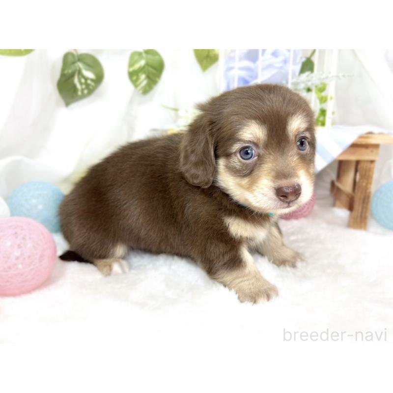 販売中の滋賀県のチワックス:チワワ×ミニチュアダックスフンド-427800の2枚目