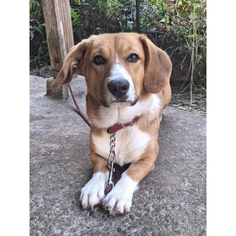 販売中の神奈川県のミックス犬-427803の3枚目