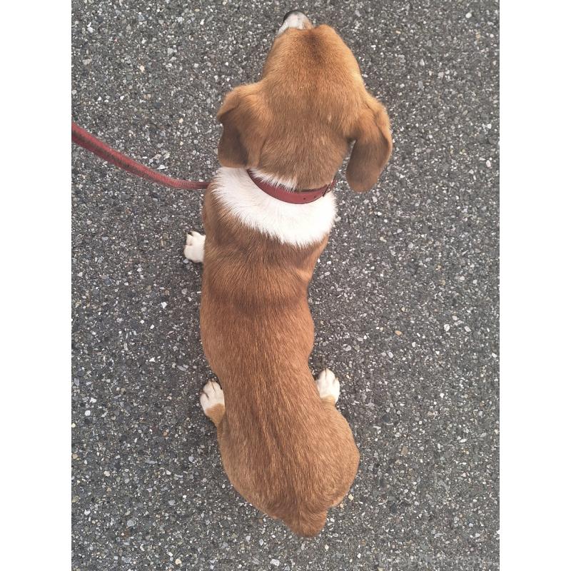 販売中の神奈川県のミックス犬-427803の2枚目