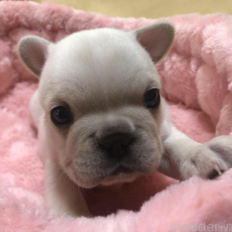 販売中の愛知県のフレンチブルドッグ-427802の6枚目