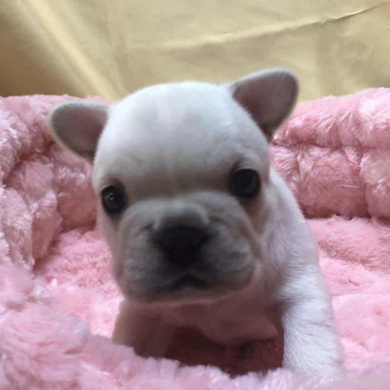 販売中の愛知県のフレンチブルドッグ-427802の5枚目