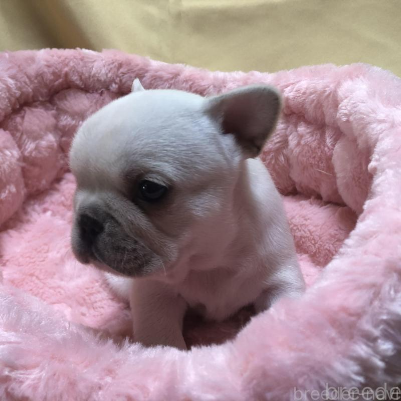 販売中の愛知県のフレンチブルドッグ-427802の4枚目